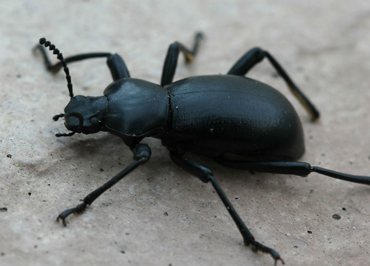 Darkling Beetle